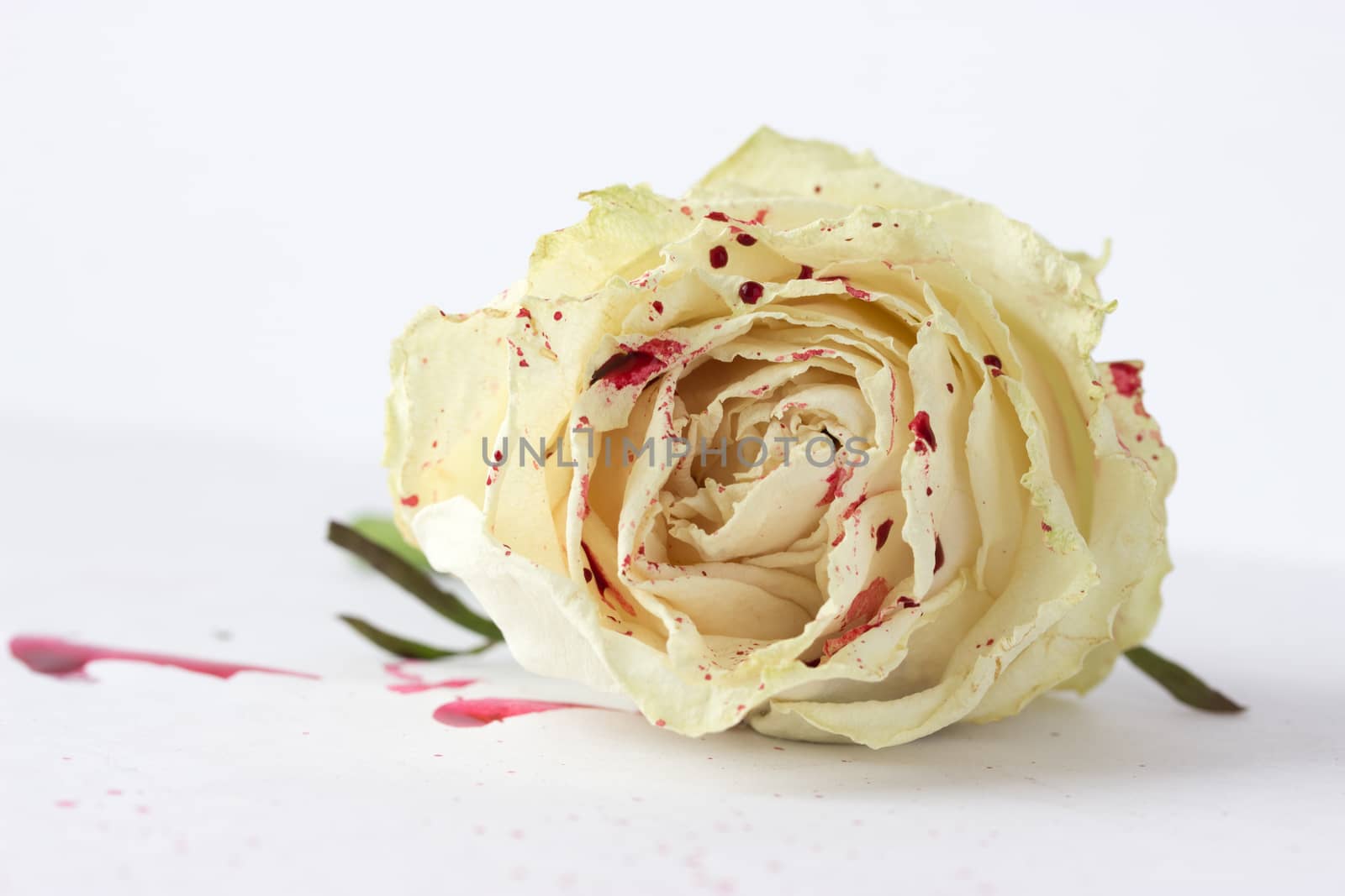 white rose with blood on white background (not isolated)