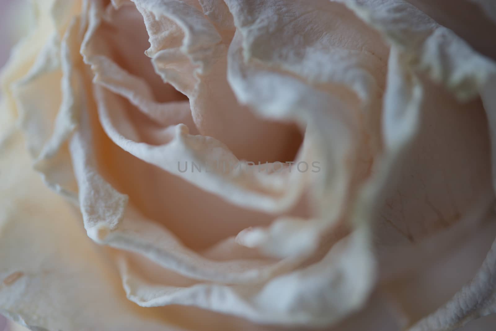 white rose background by liwei12
