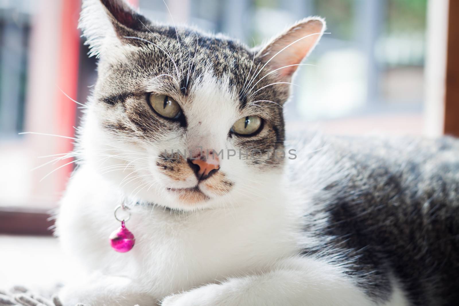 Siamese cat relaxing on his side, stock photo