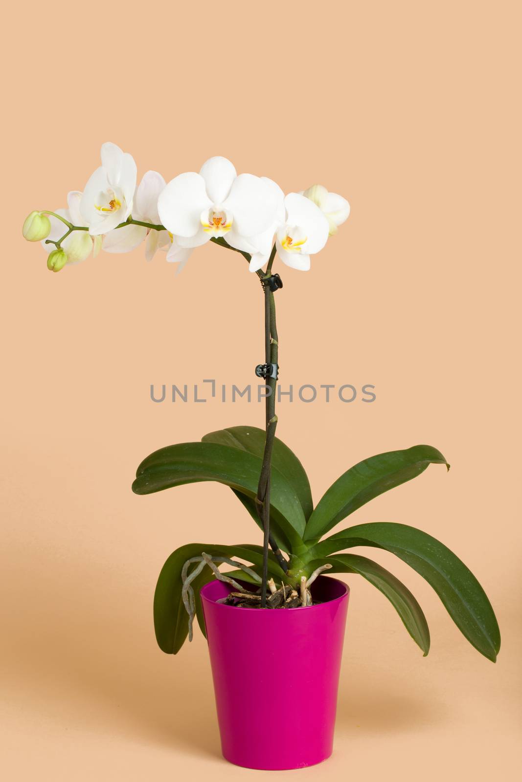 romantic branch of white orchid on beige background by artush