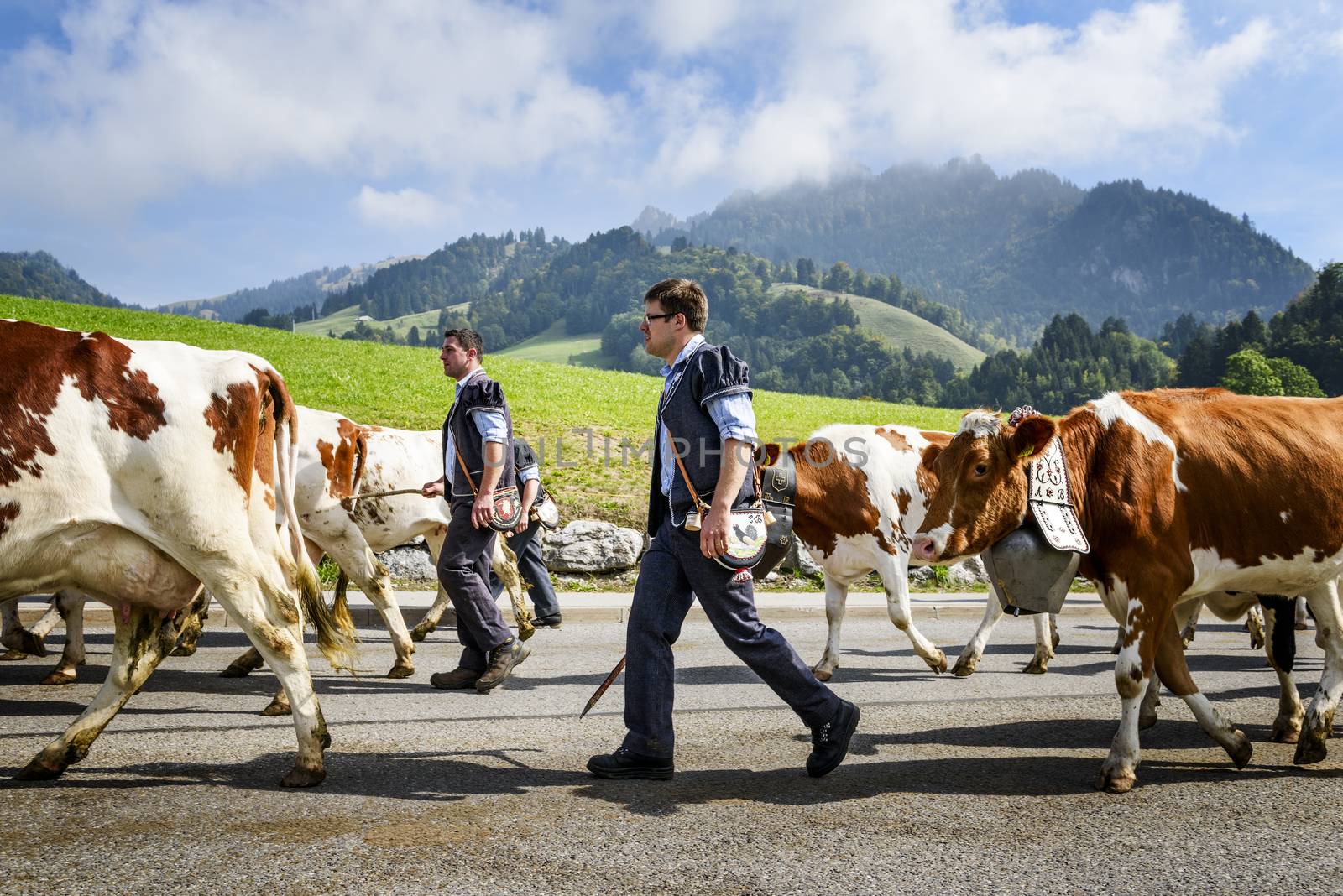 transhumance event in Charmey by ventdusud