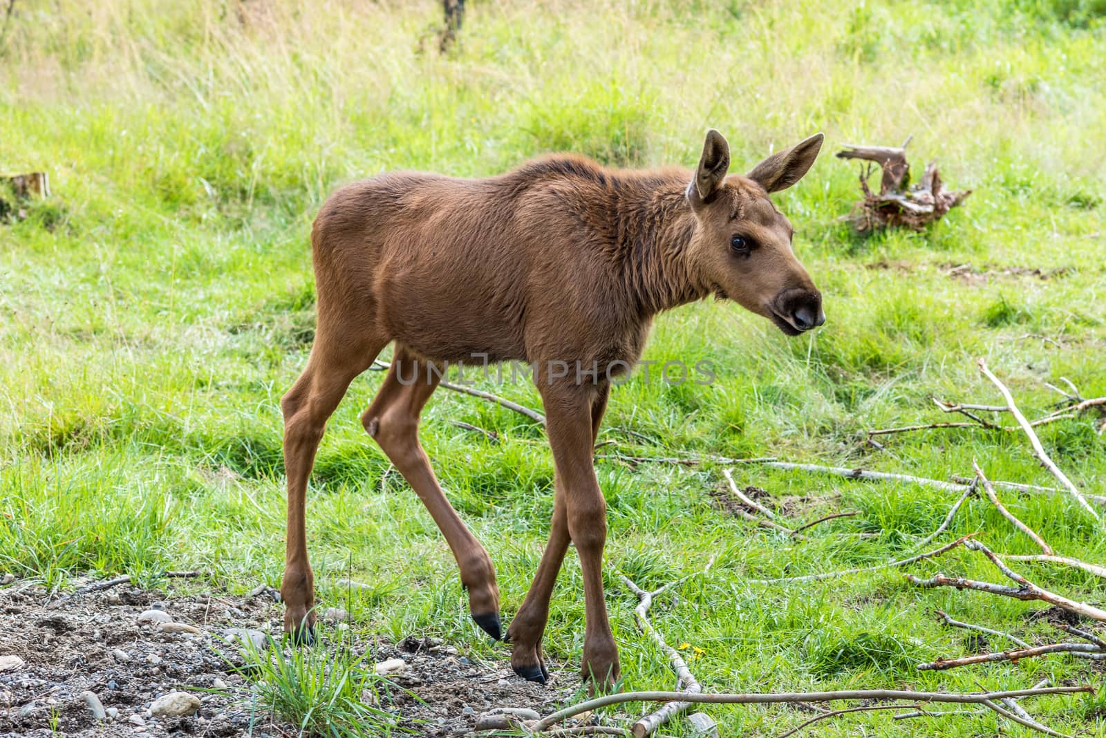 Elk Calf (Cervus canadensis) walking in woods.