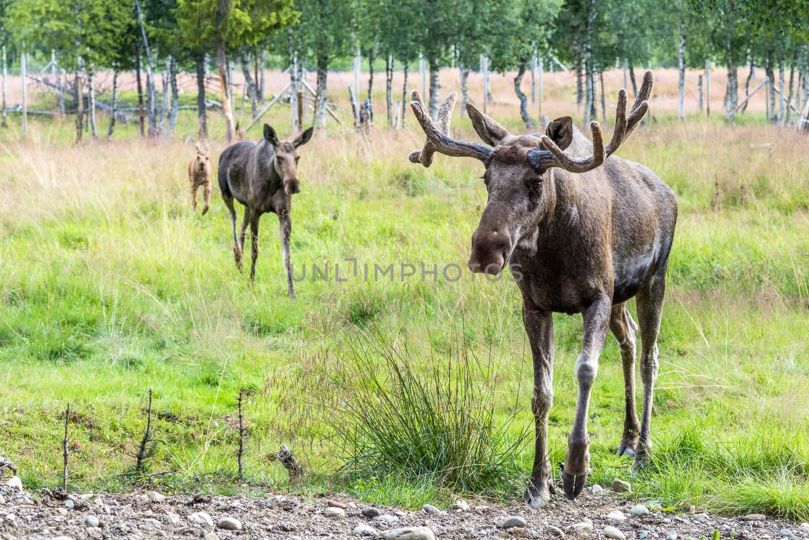 Elk family with calf and cow walking in the woods.