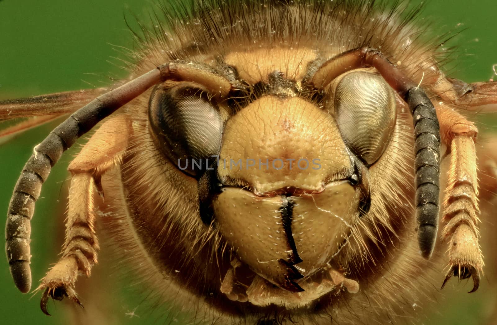 Median Wasp on green Background by gstalker