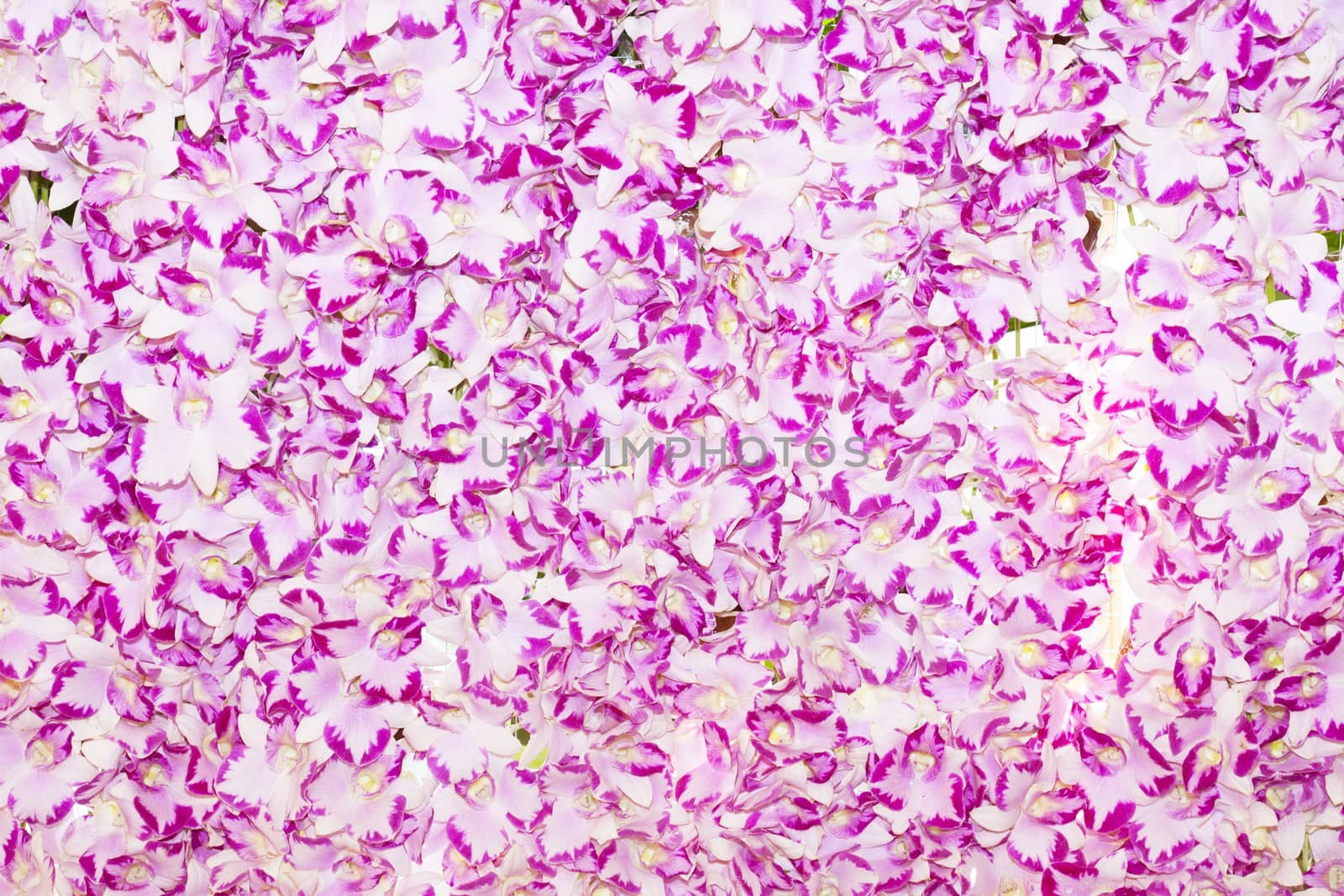pink orchid flowers background