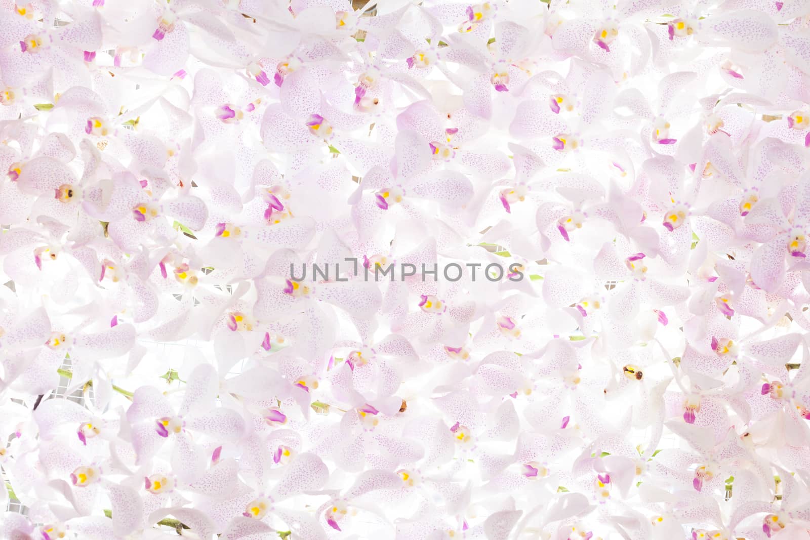 pink orchid flowers background