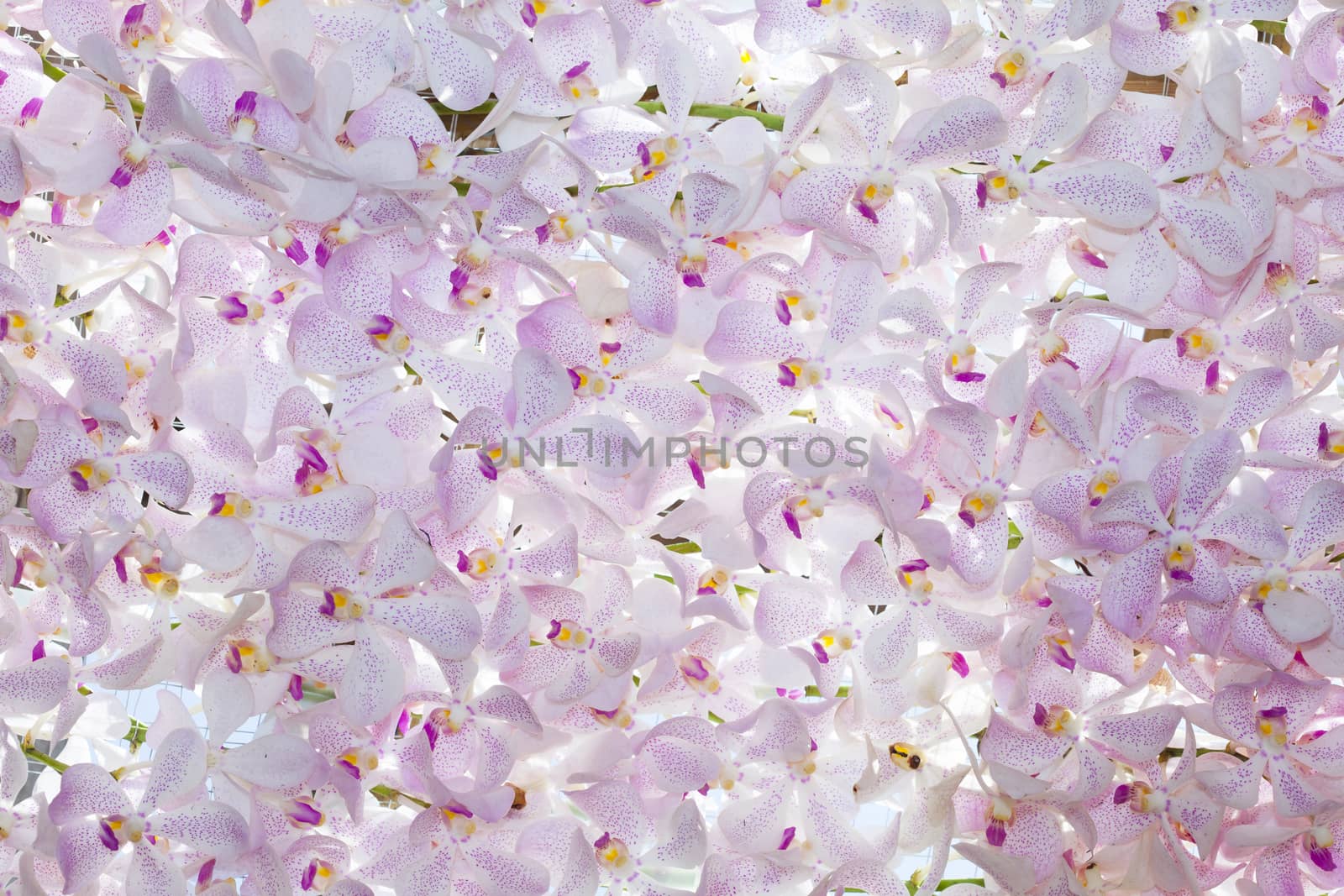 pink orchid flowers background