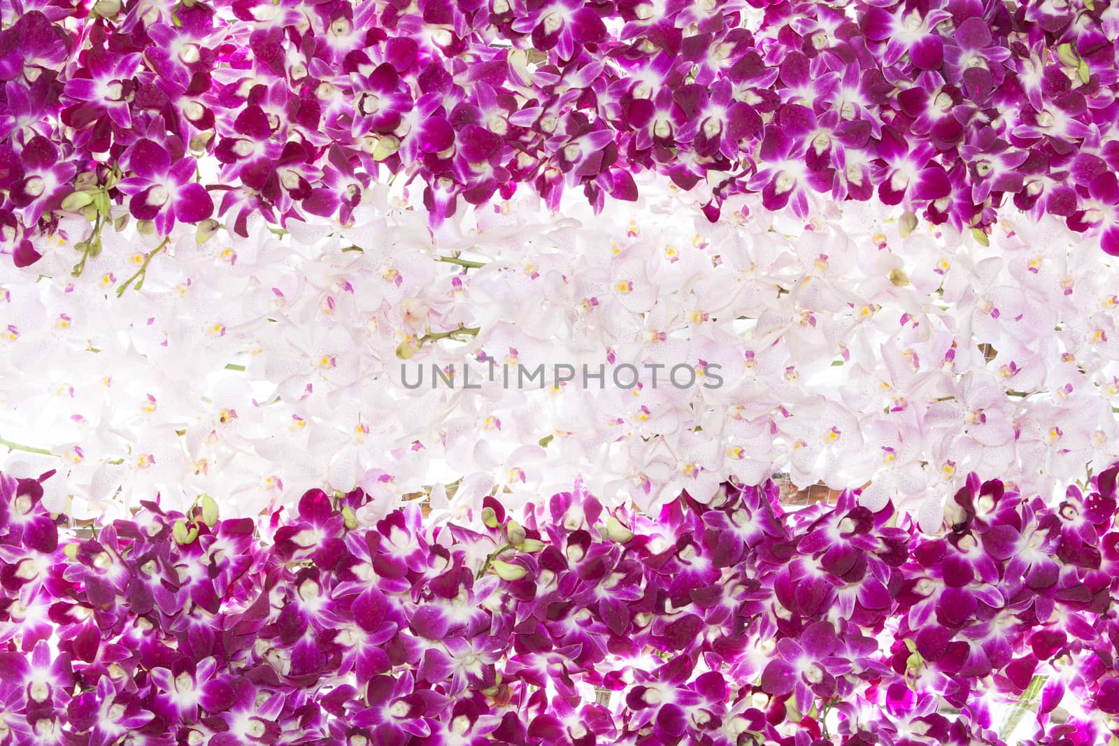 pink orchid flowers background