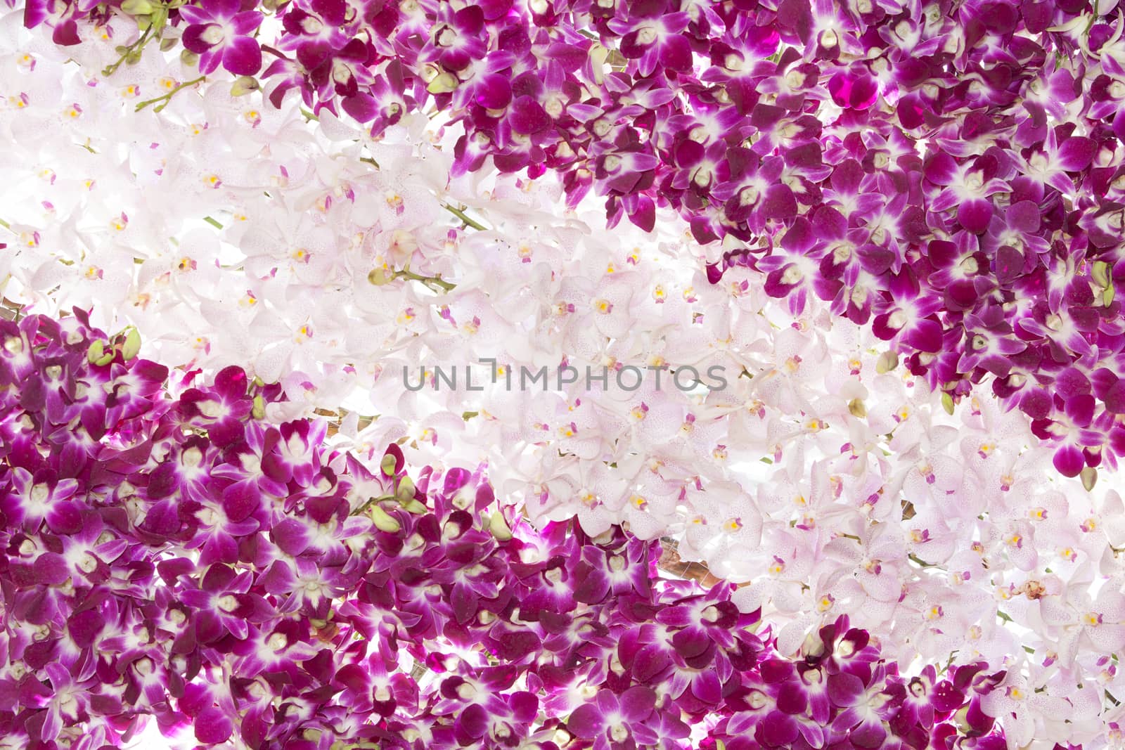 pink orchid flowers background