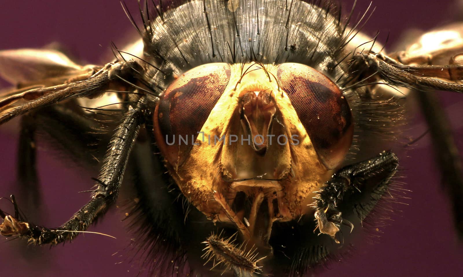 Fly of the dead  -  Cynomya mortuorum by gstalker