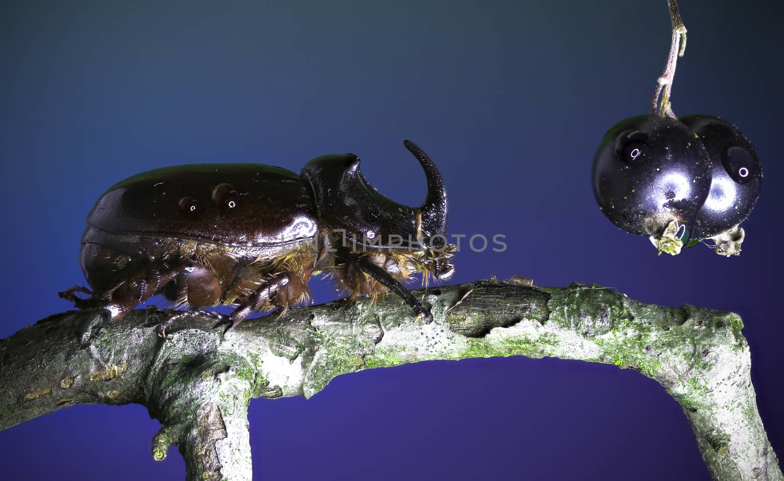 European rhinoceros beetle - Oryctes nasicornis (Linnaeus, 1758) and Blackcurrant - Ribes nigrum (Linnaeus 1753)
