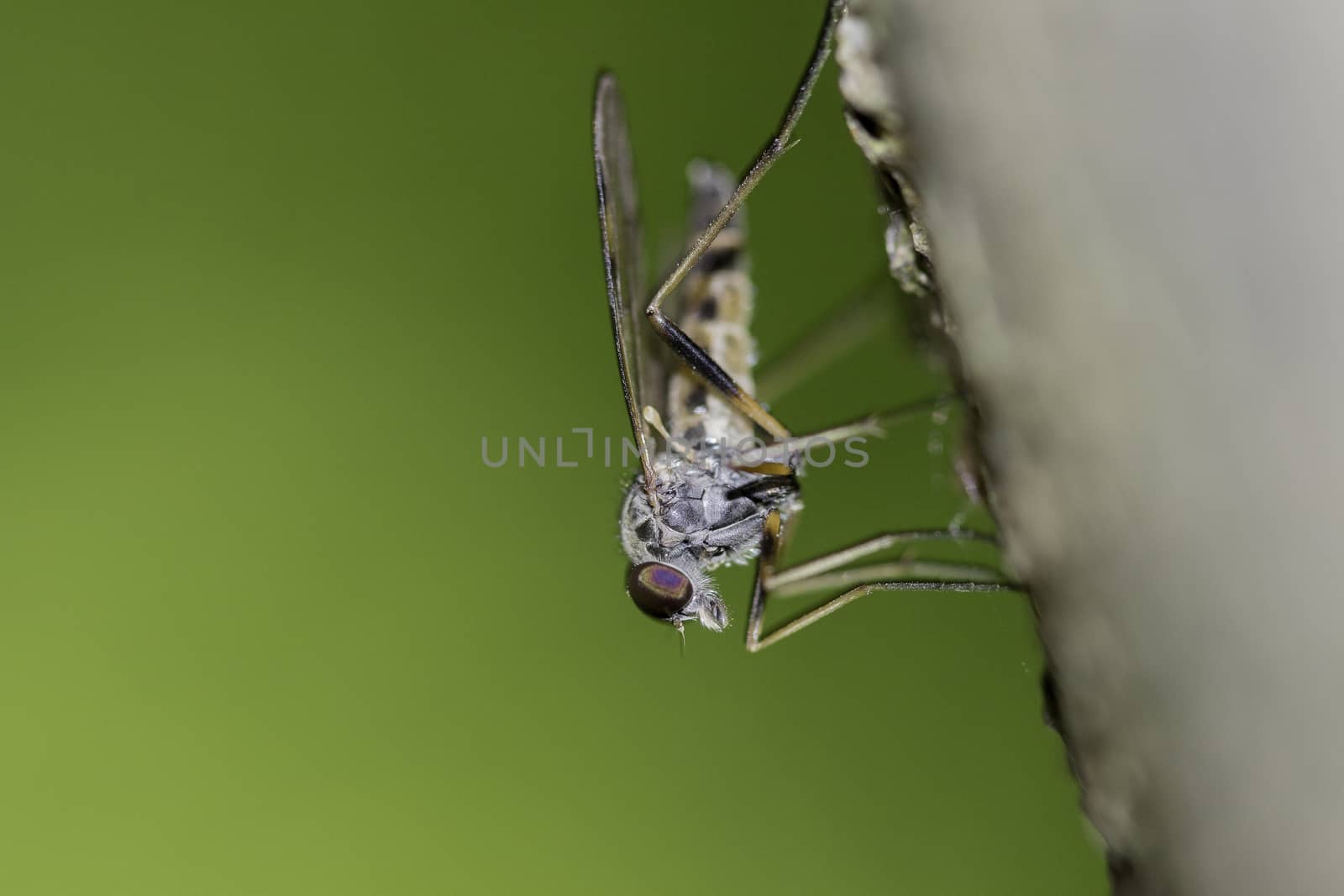 Snipe Fly on green Background  - Rhagionidae