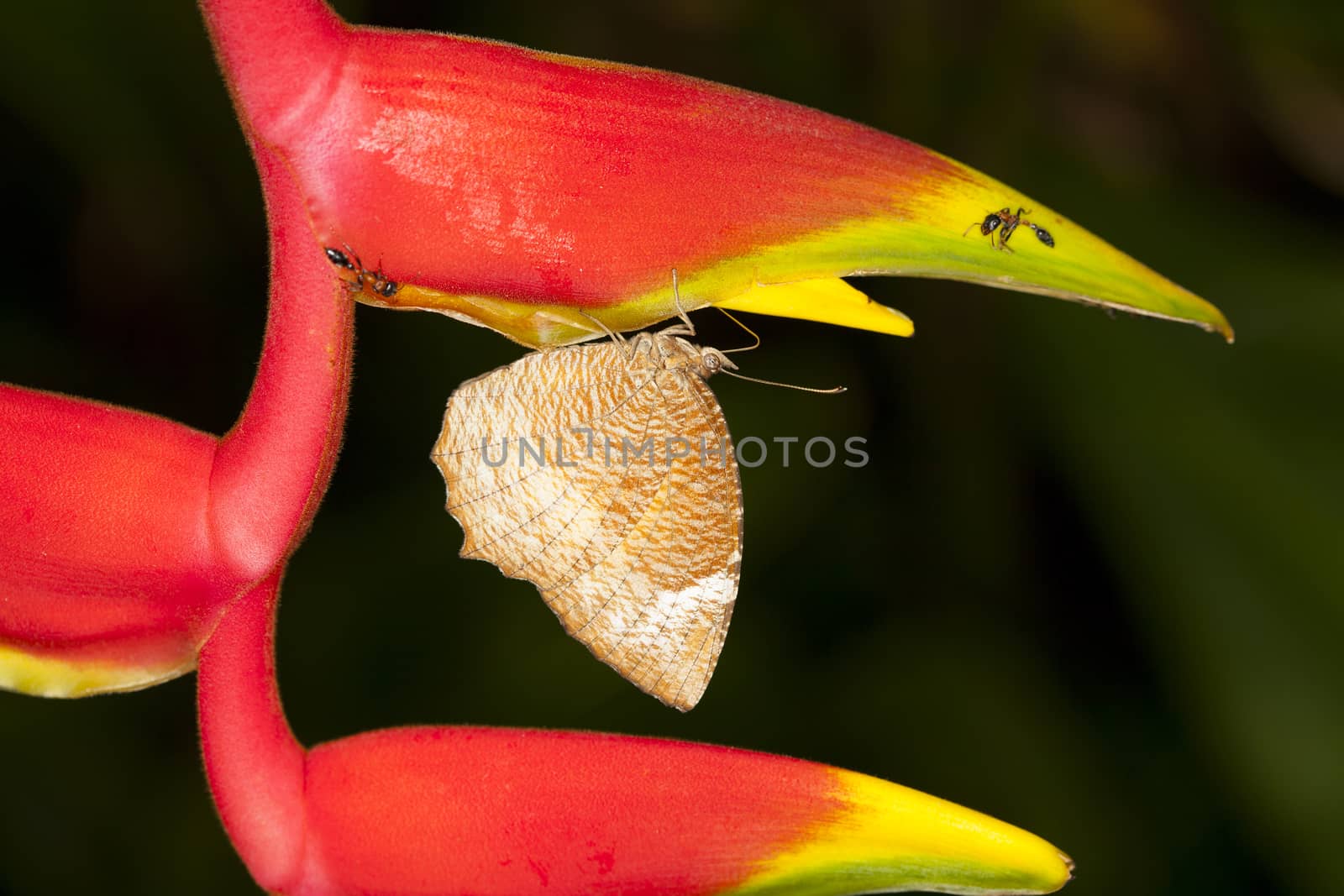 The Brown moth. The island of red flowers.