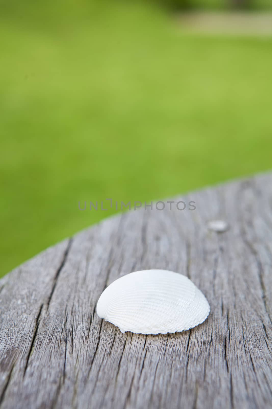 White shell  by jee1999