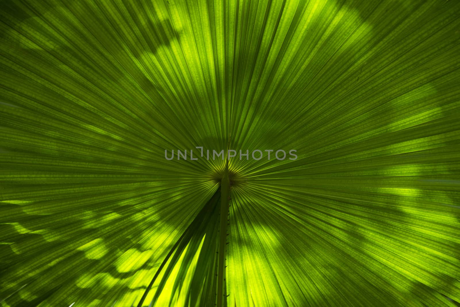 The leaves of the Palm tree green large