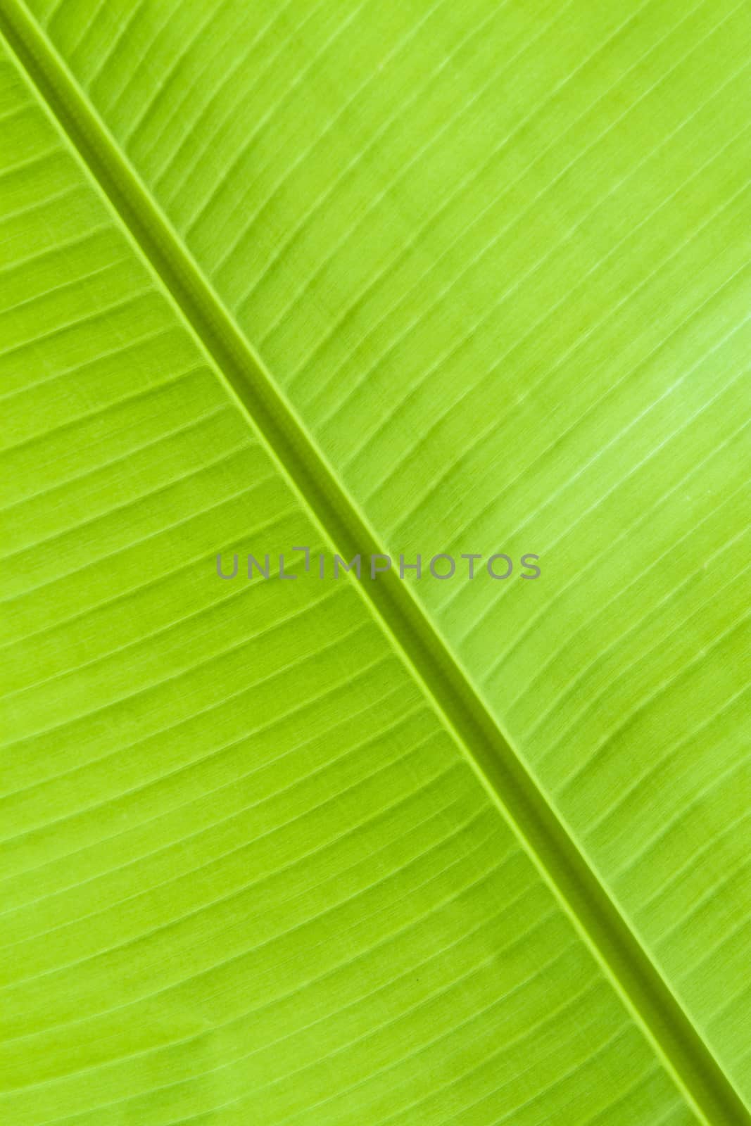The green leaves of the banana tree leaves.