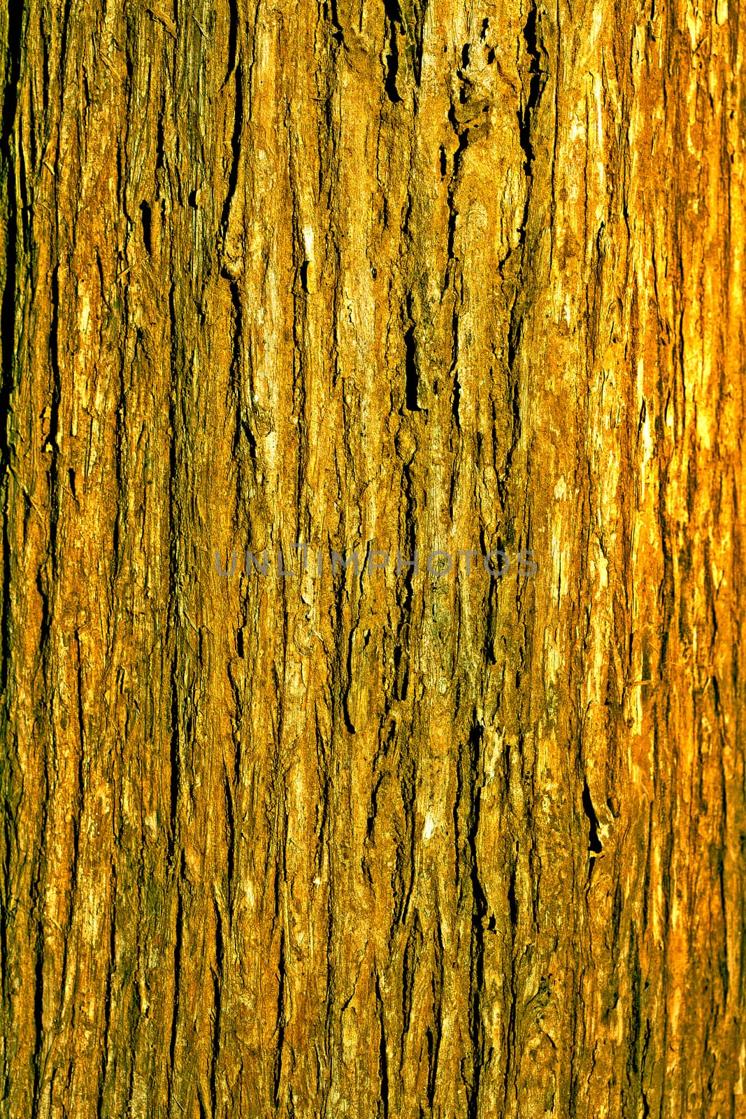 texture of the plank wood by jee1999