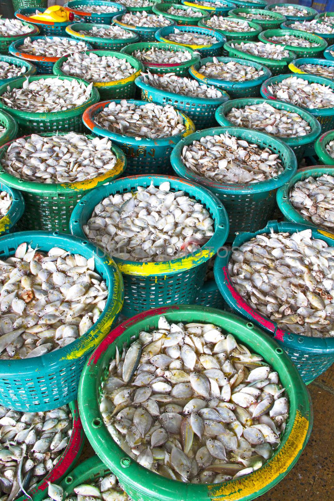 Many small fish for trading of fishermen,industrial fish packaging.