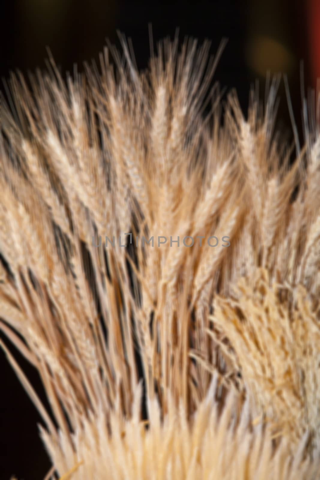 golden blur abstract background form barley rice field