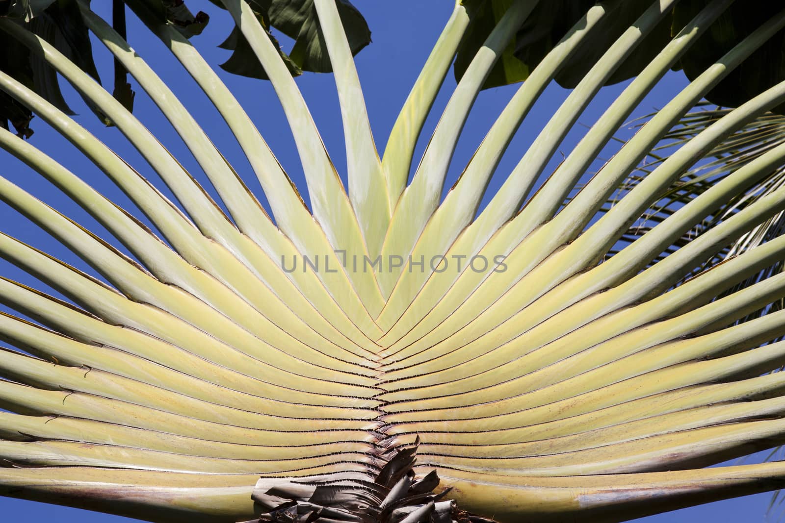 banana leaves cascaded like a blow background texture