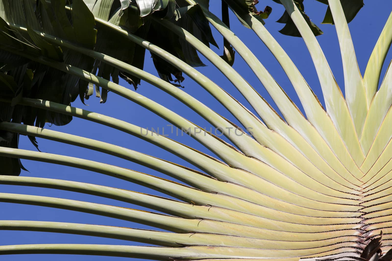 banana leaves cascaded like a blow background texture