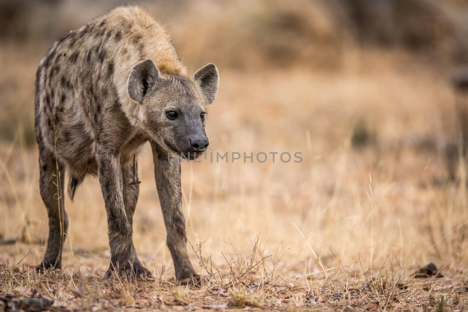 Young Spotted hyena in the Kruger. by Simoneemanphotography