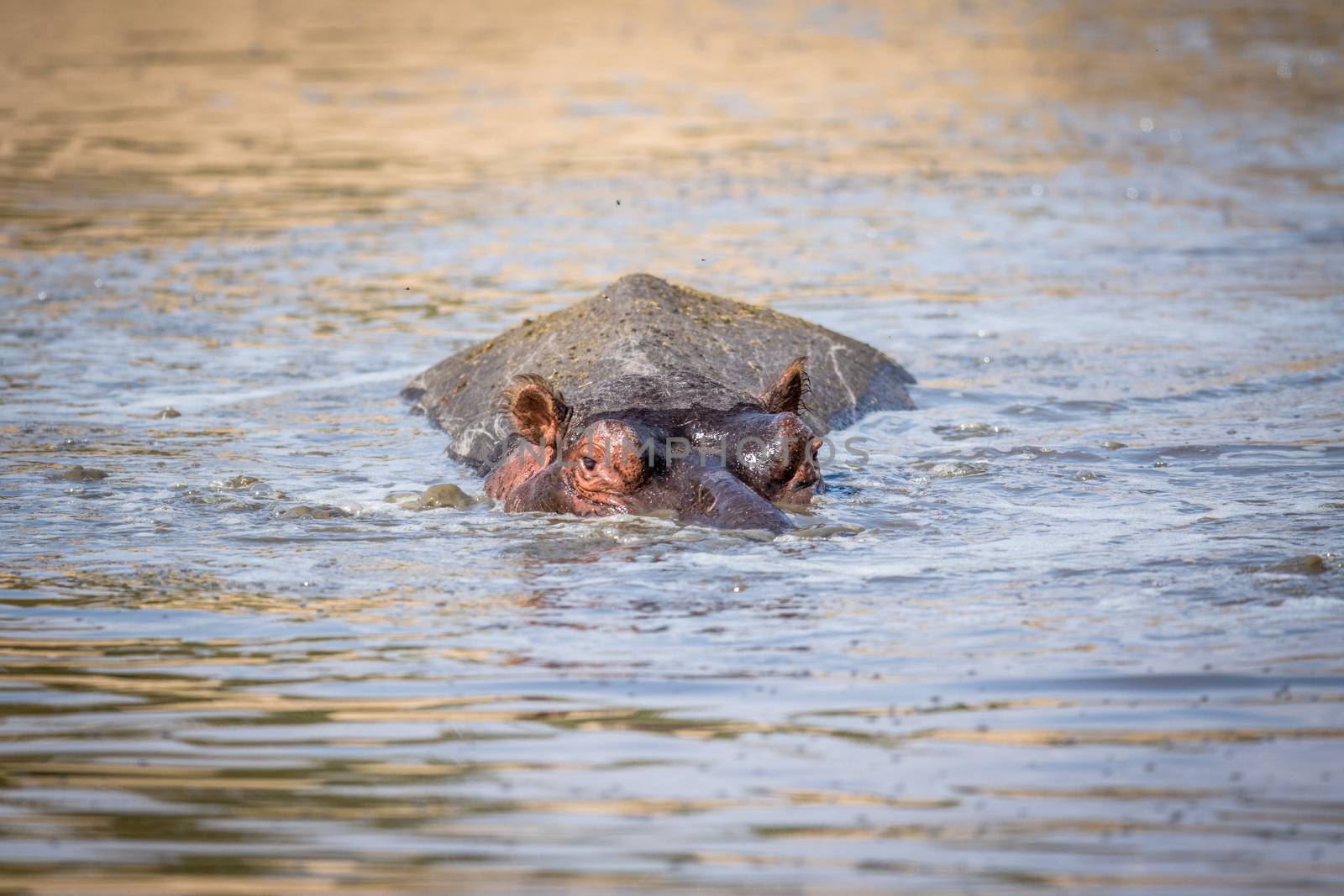 A Hippo peaking out of the water in the Kruger. by Simoneemanphotography