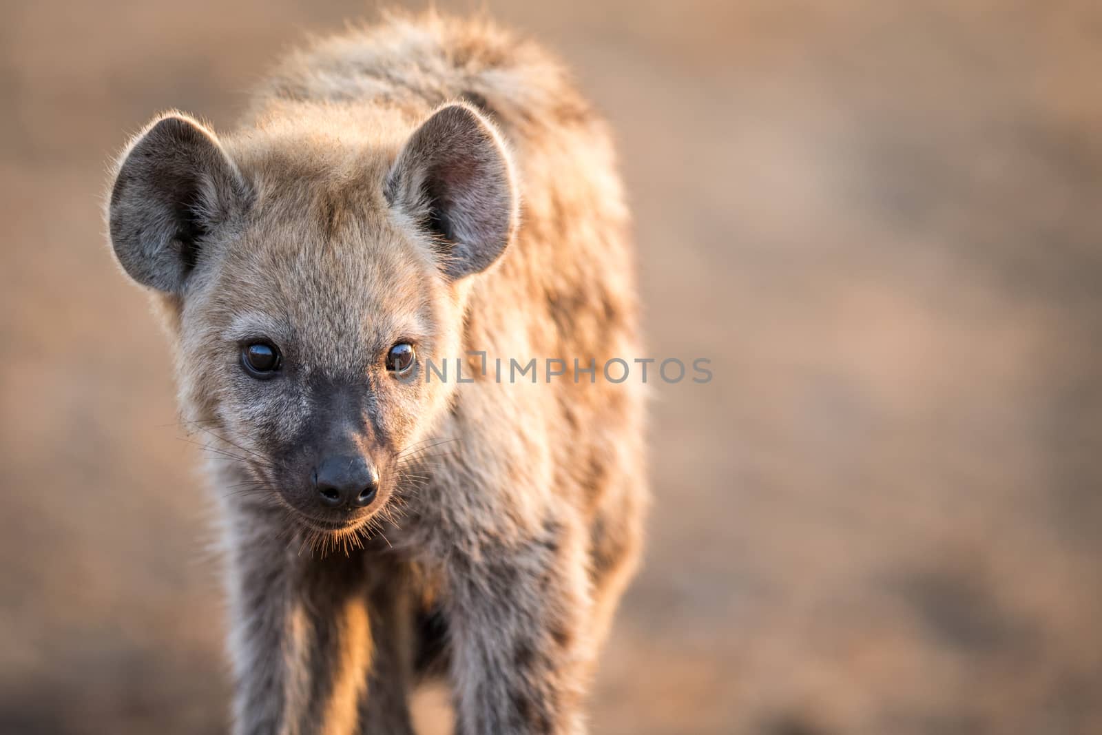 Starring young Spotted hyena in the Kruger National Park, South Africa.