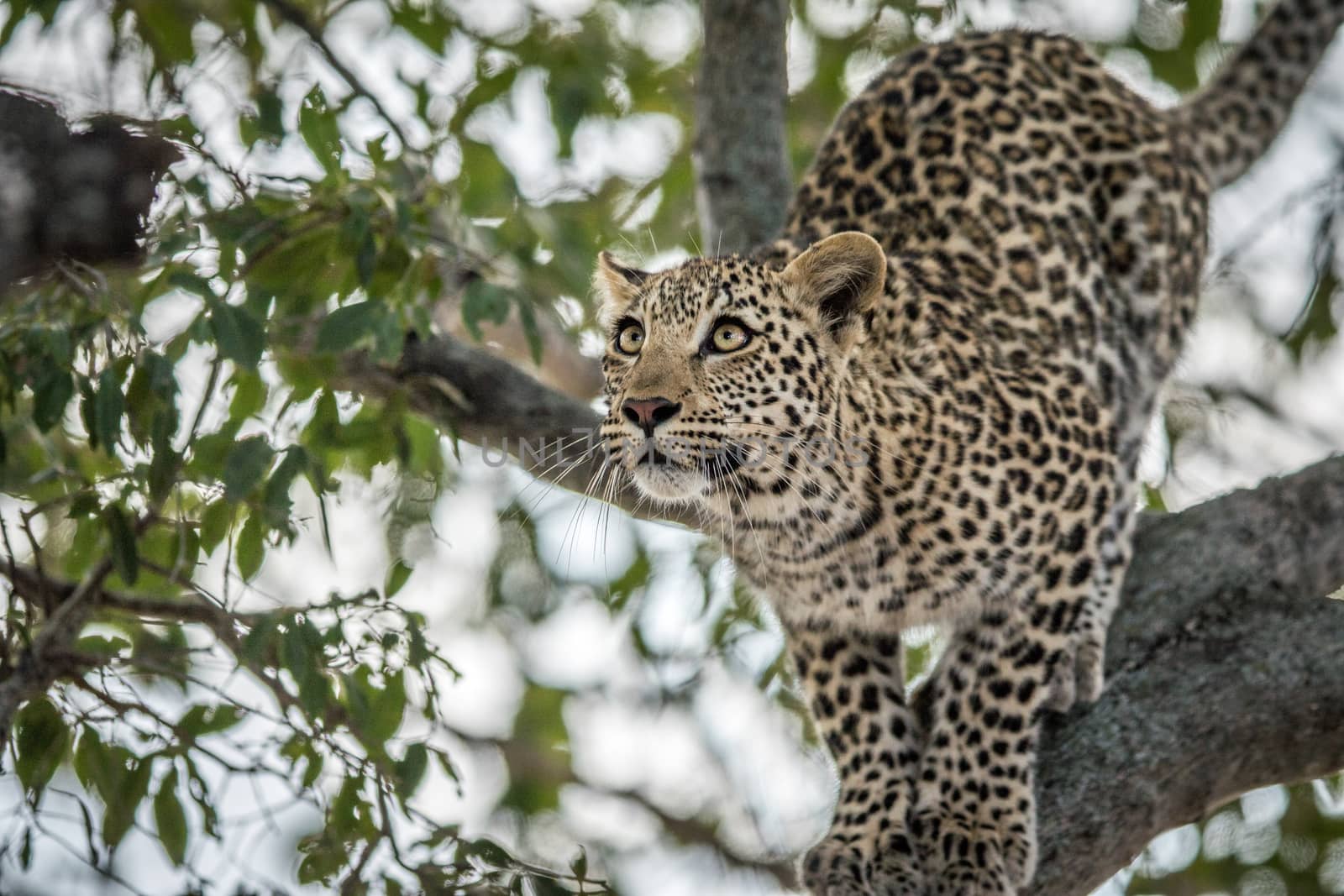 A Leopard in a tree in the Kruger. by Simoneemanphotography