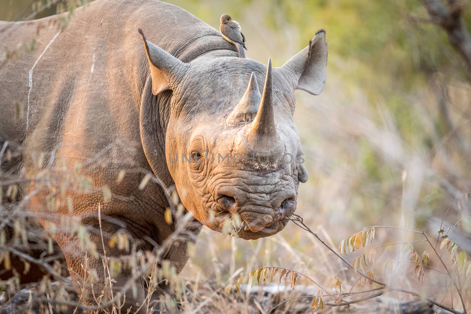 Starring Black rhino in the Kruger. by Simoneemanphotography