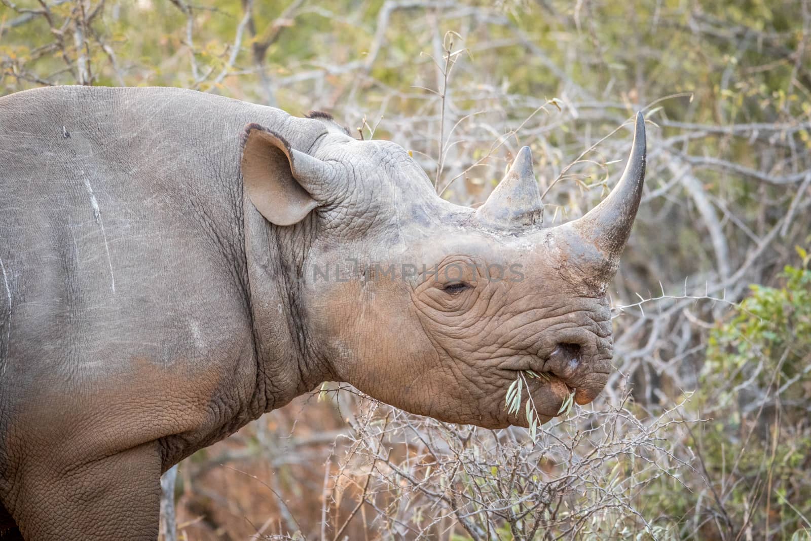 Eating Black rhino in the Kruger. by Simoneemanphotography