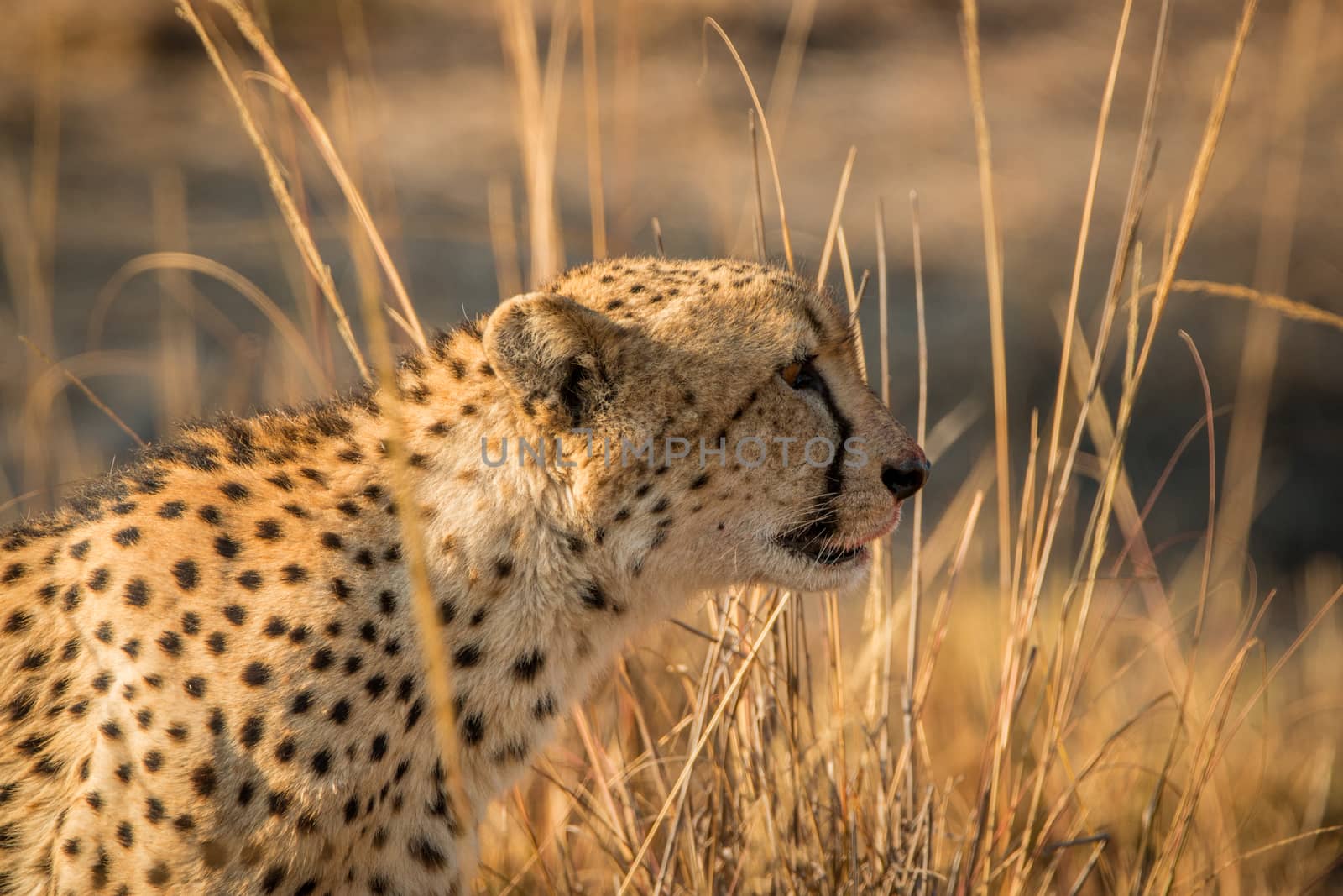 Side profile of a Cheetah in the Kruger National Park, South Africa.