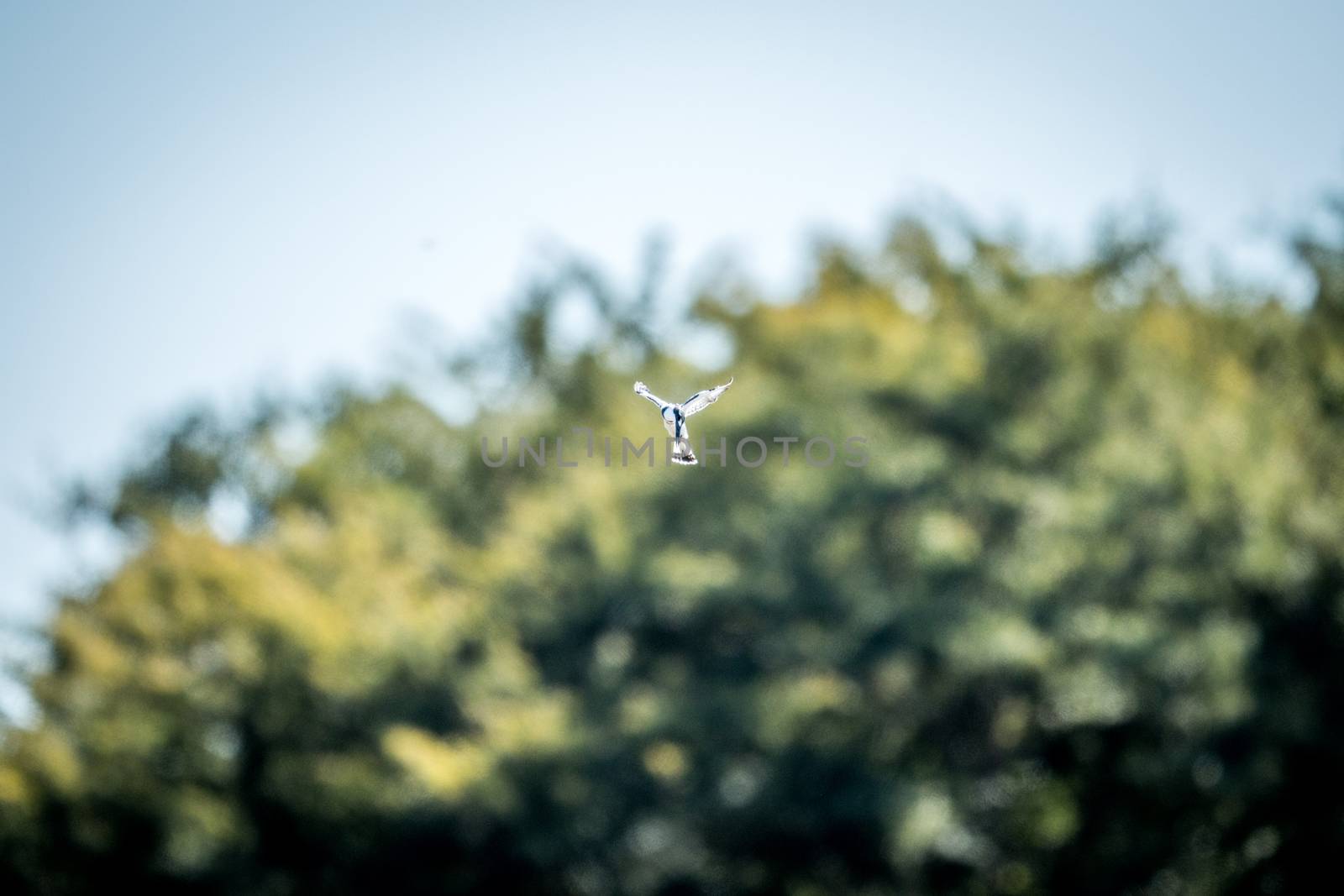 Flying Pied kingfisher in the Kruger. by Simoneemanphotography