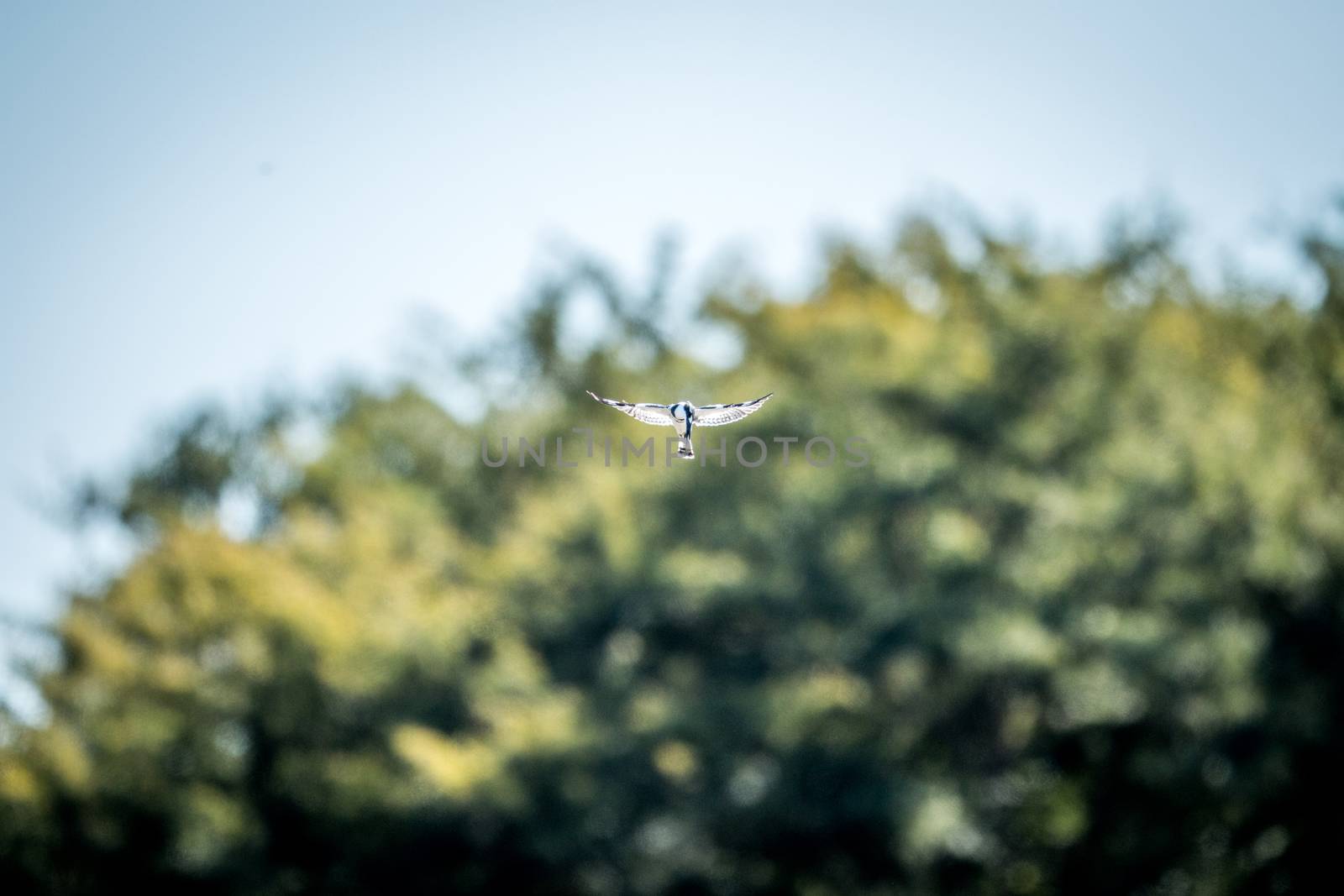 Flying Pied kingfisher in the Kruger National Park, South Africa.