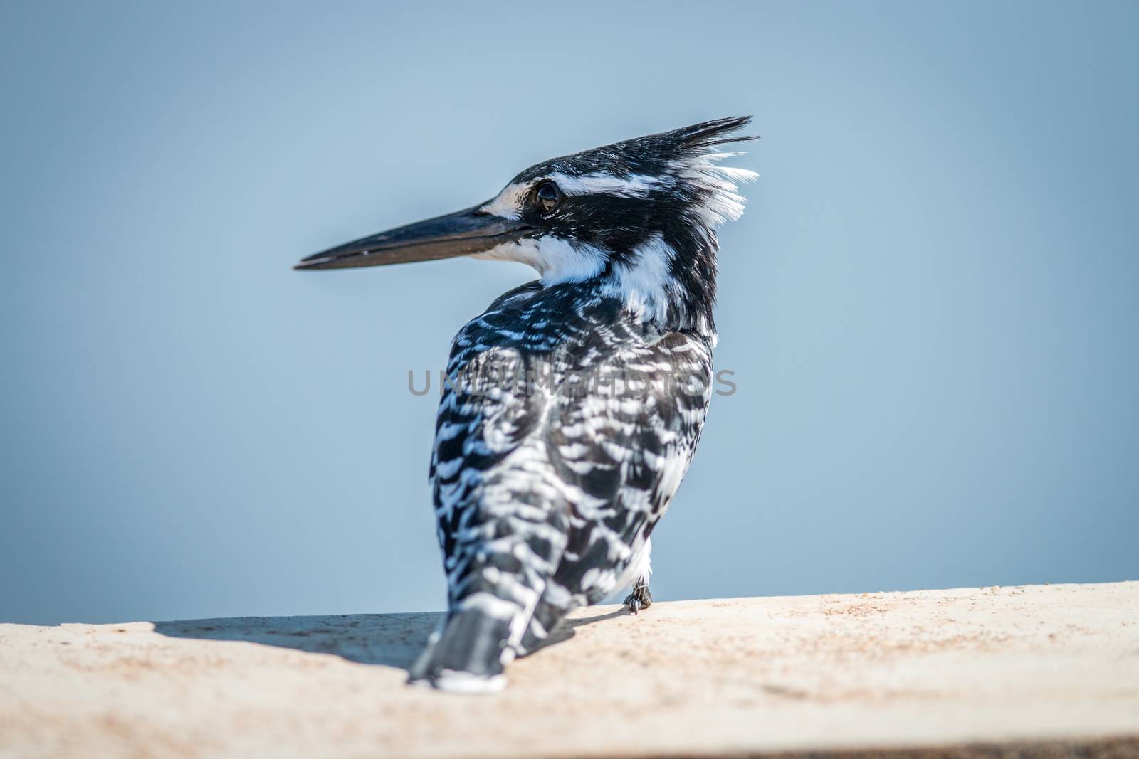 Pied Kingfisher sitting on a bridge in the Kruger. by Simoneemanphotography