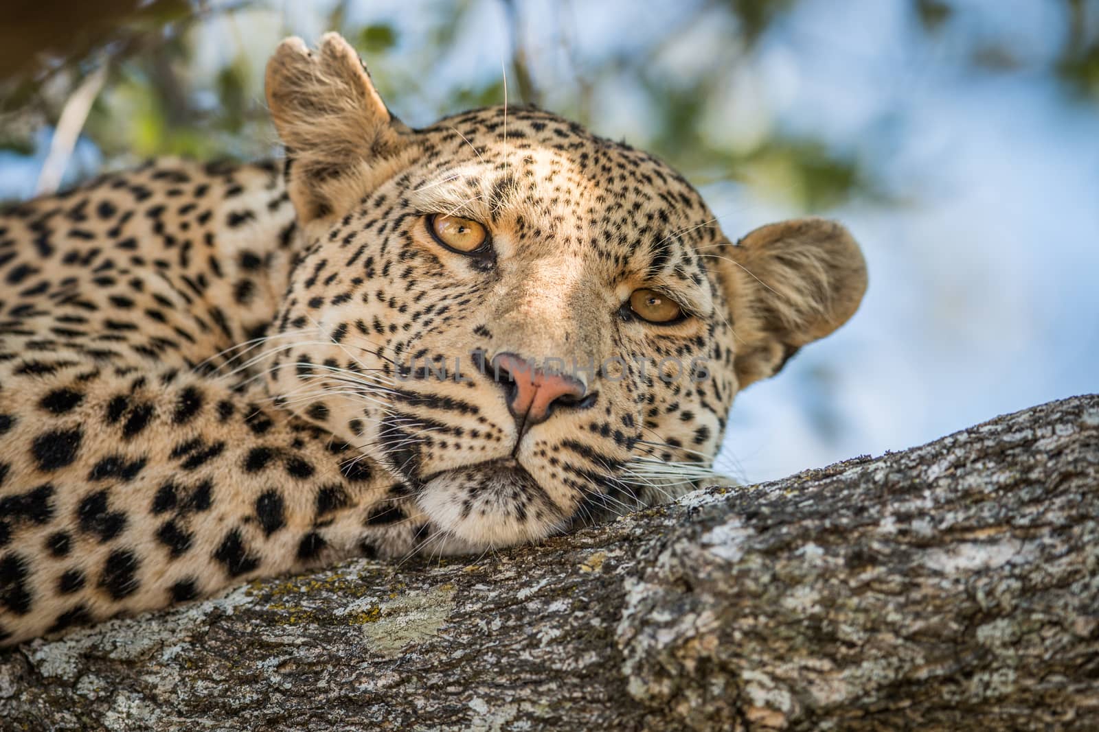 A Leopard laying in a tree in the Kruger National Park, South Africa.