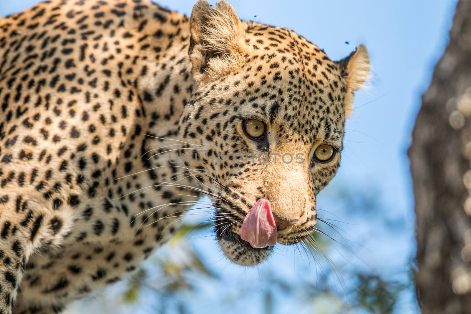 A Leopard licking himself in the Kruger. by Simoneemanphotography