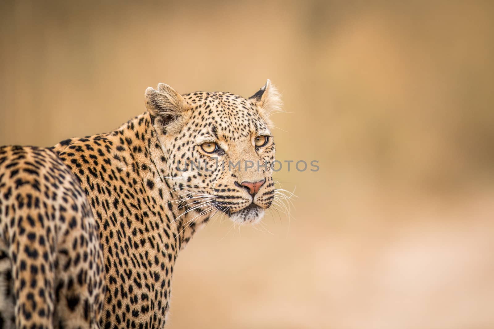 A Leopard looking back in the Kruger. by Simoneemanphotography