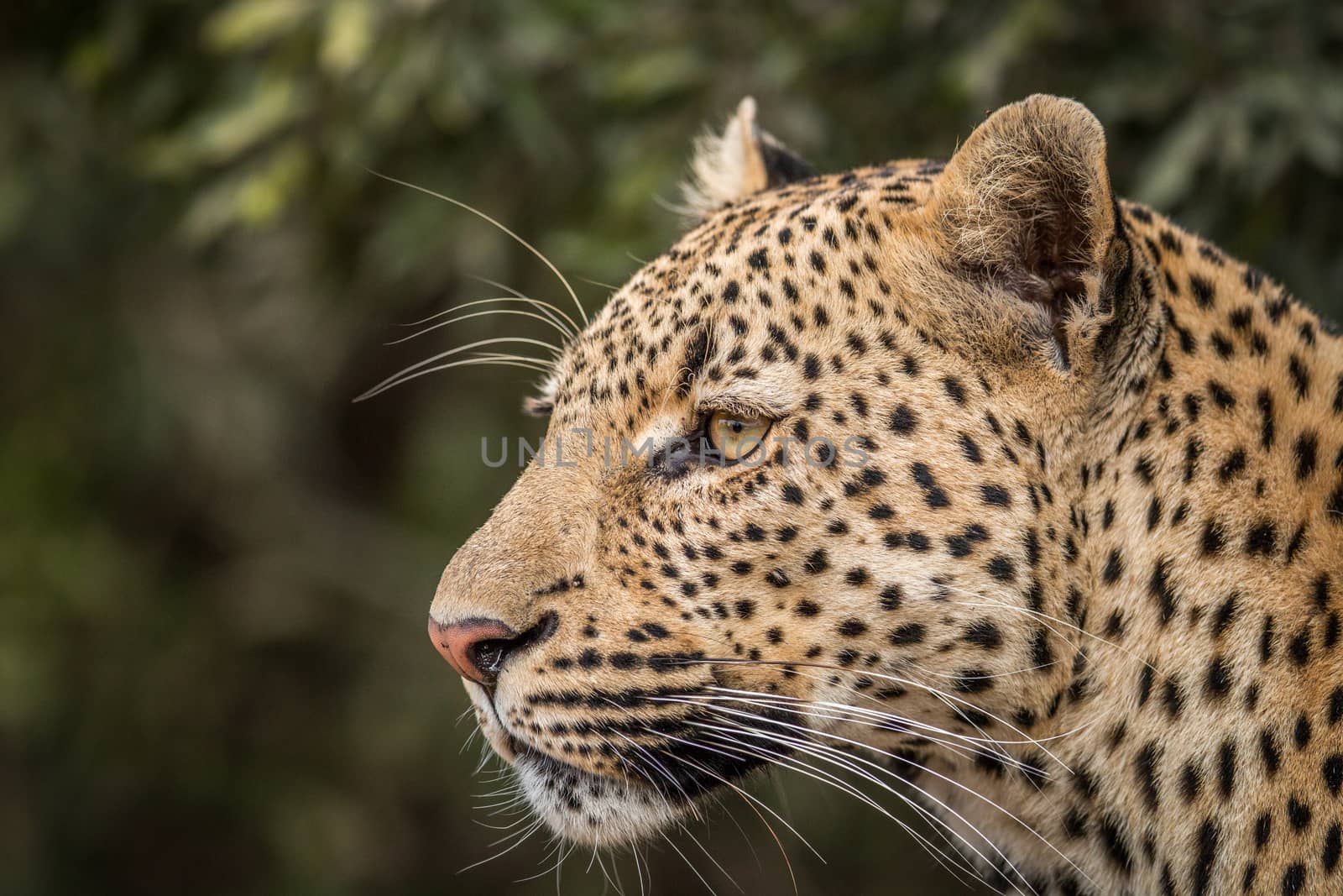 Side profile of a Leopard in the Kruger. by Simoneemanphotography