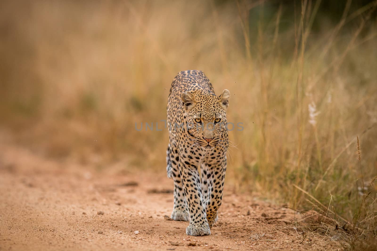 A Leopard walking towards the camera in the Kruger. by Simoneemanphotography