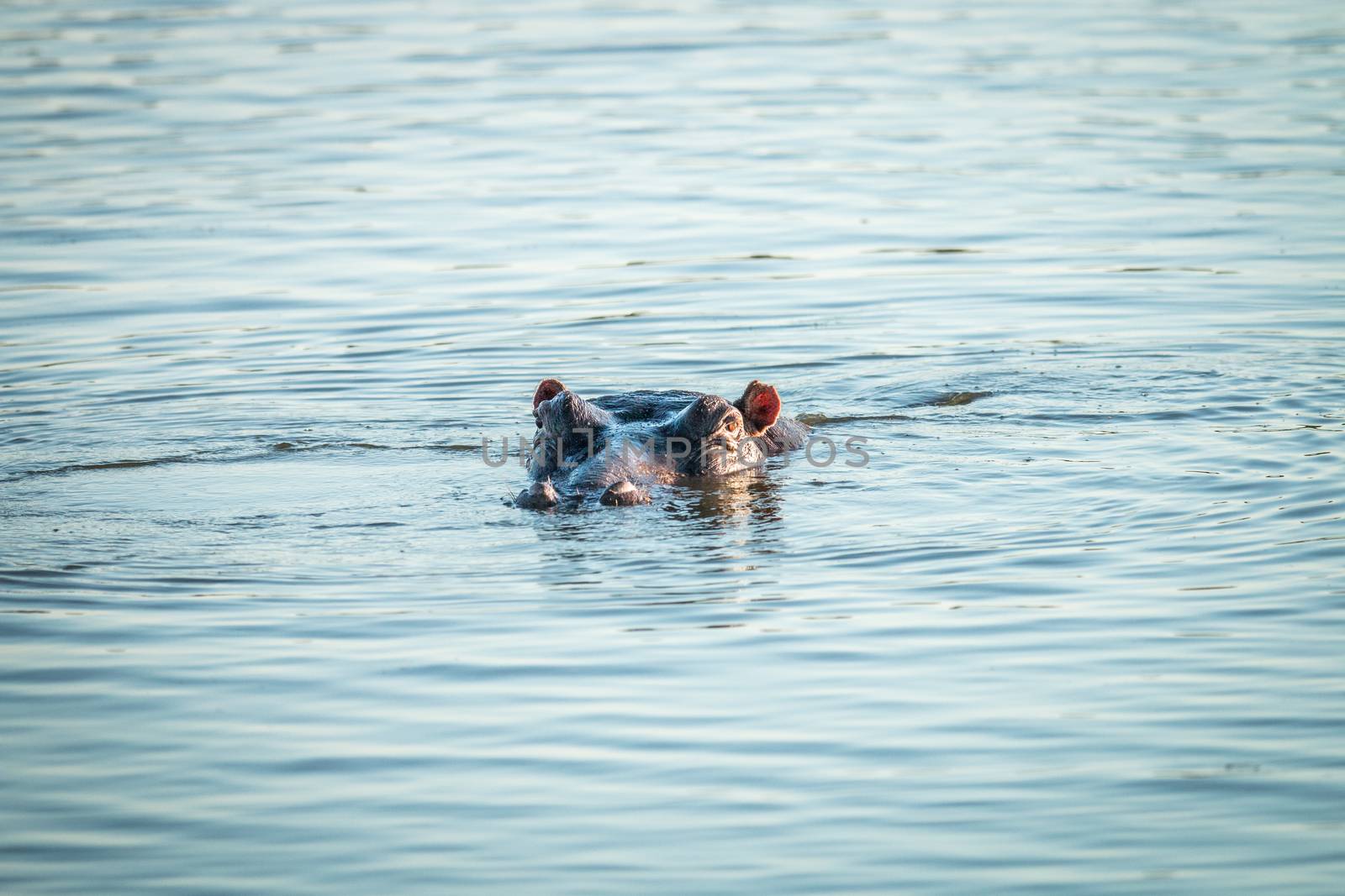 A hippo peaking out of the water in the Kruger. by Simoneemanphotography