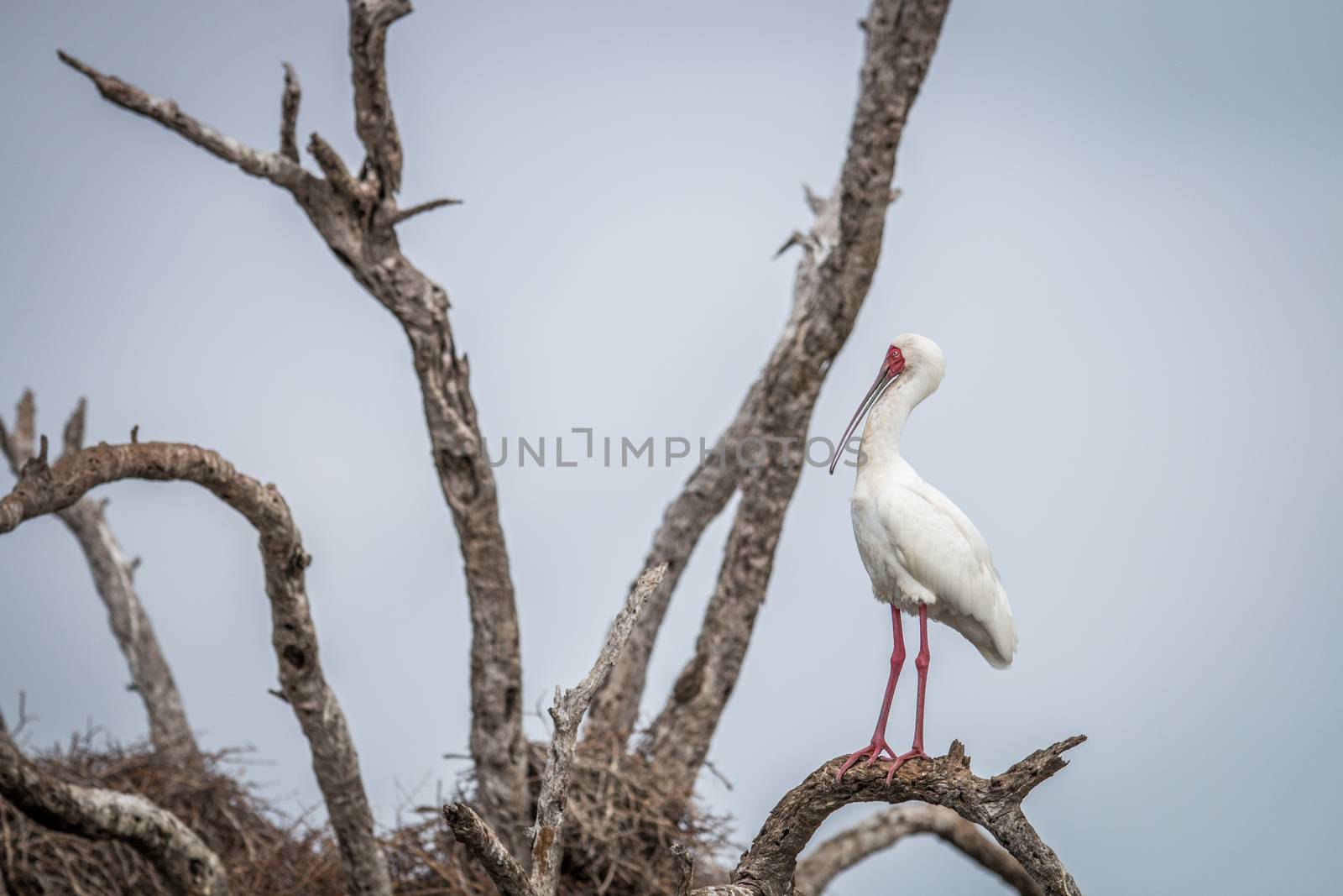 African spoonbill on a branch in the Kruger. by Simoneemanphotography