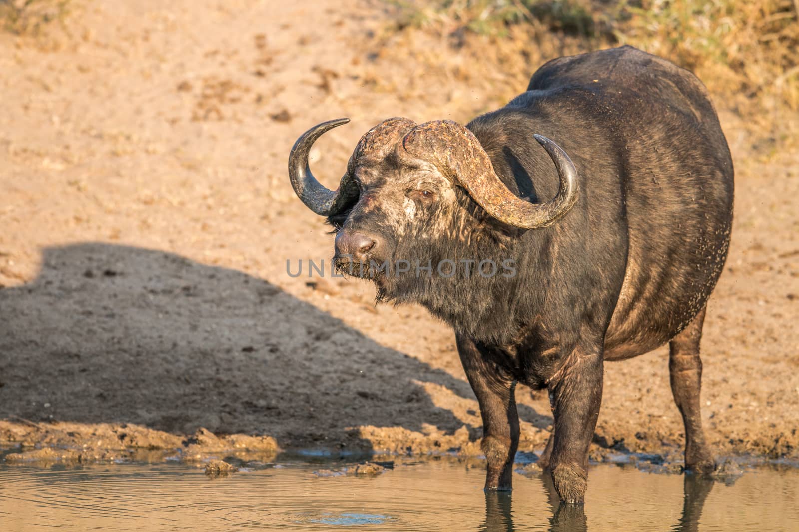 Starring Buffalo bull in the Kruger National Park, South Africa.