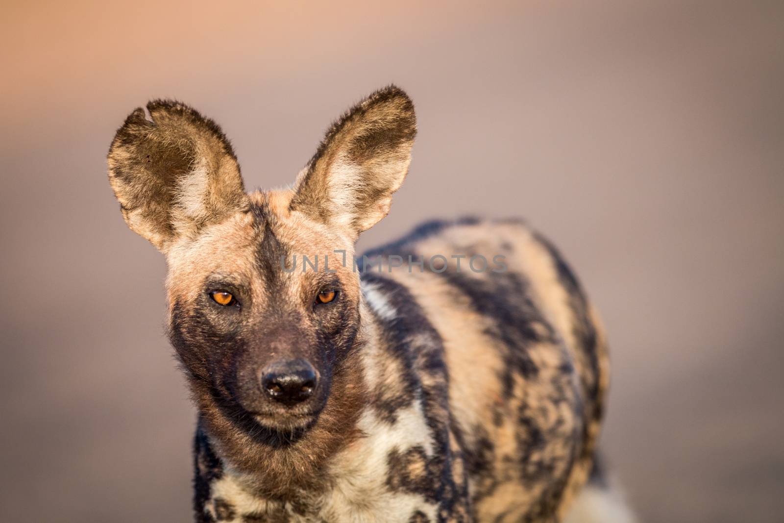 Starring African wild dog in the Kruger National Park, South Africa.