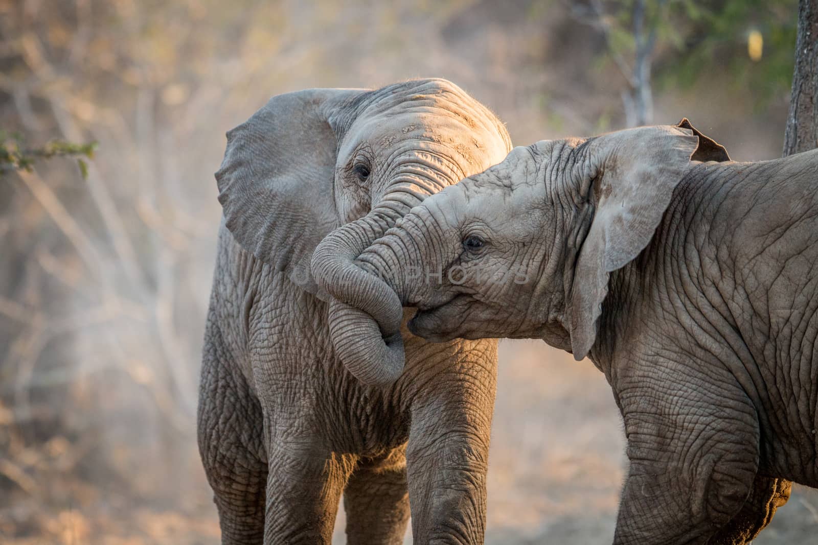 Elephants playing in the Kruger National Park, South Africa.