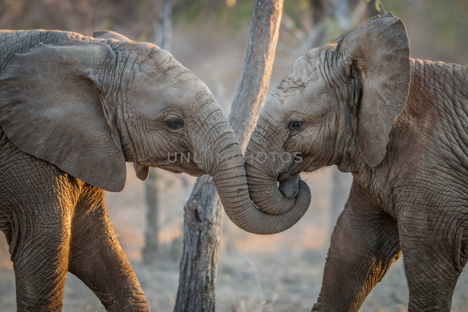 Elephants playing in the Kruger National Park, South Africa.