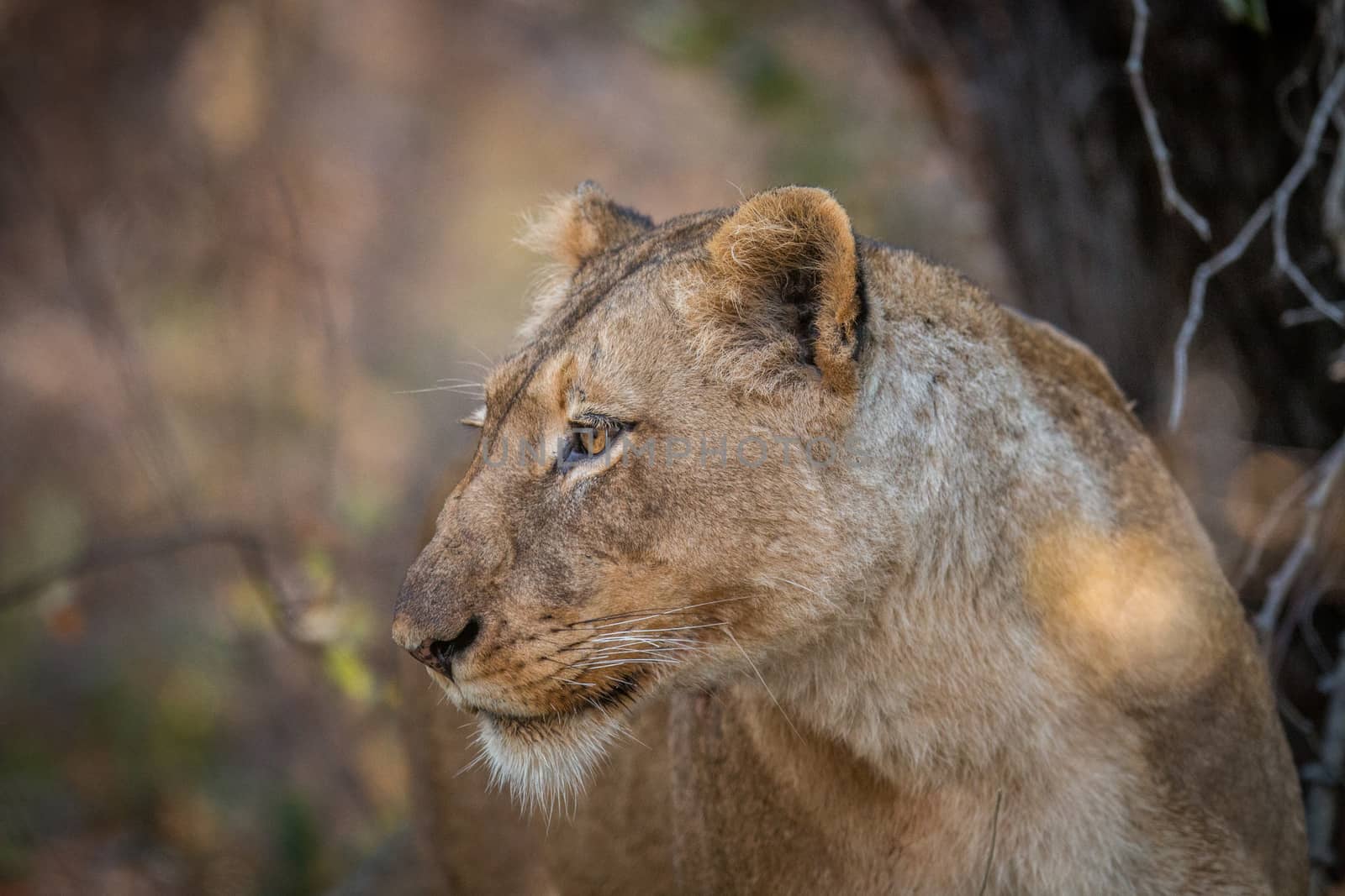 Side profile of a Lion in the Kruger. by Simoneemanphotography