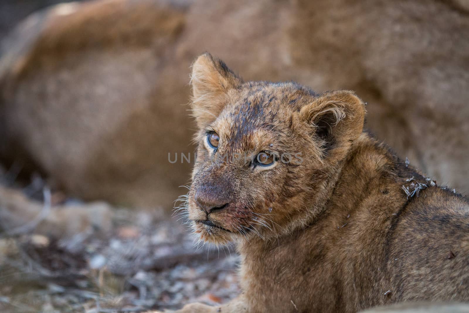 Face of a dirty Lion cub in the Kruger National Park, South Africa.