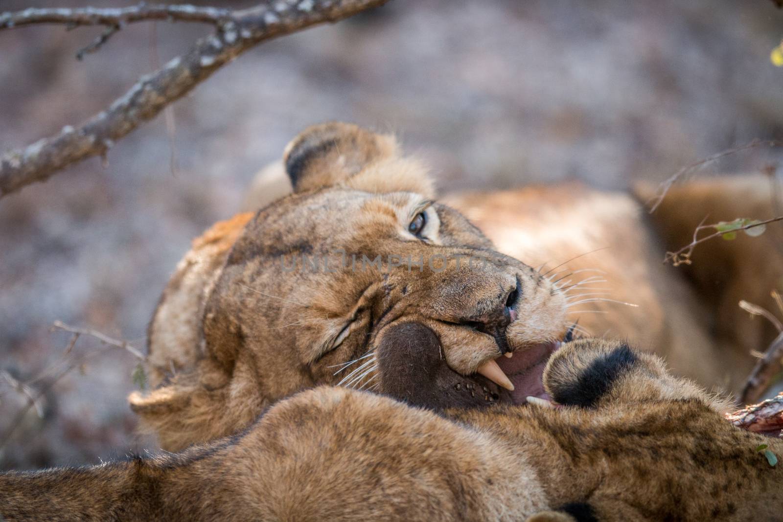 Eating Lion in the Kruger. by Simoneemanphotography