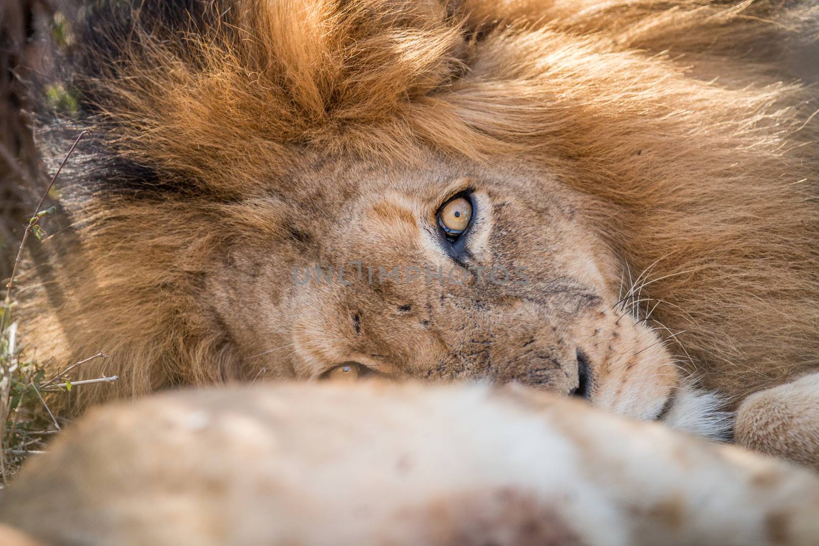 Sleeping Lion in the Kruger National Park, South Africa.